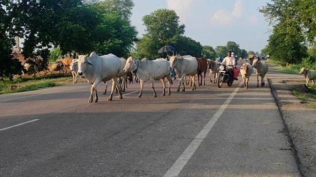 अब यूपी के इस जिले में आवारा पशु के कारण हुआ बडा हादसा....  