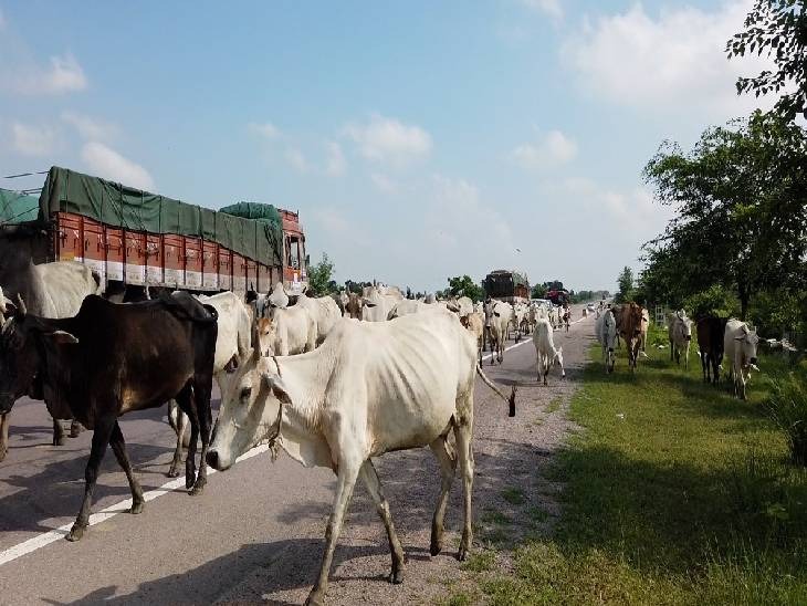 अब यूपी के इस जिले में आवारा पशु के कारण हुआ बडा हादसा....  