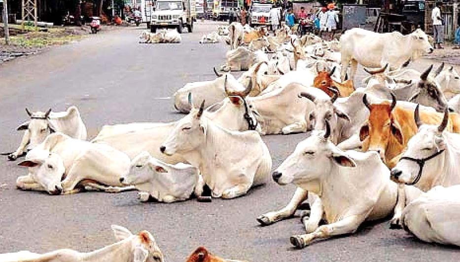 अब यूपी के इस जिले में आवारा पशु के कारण हुआ बडा हादसा....  