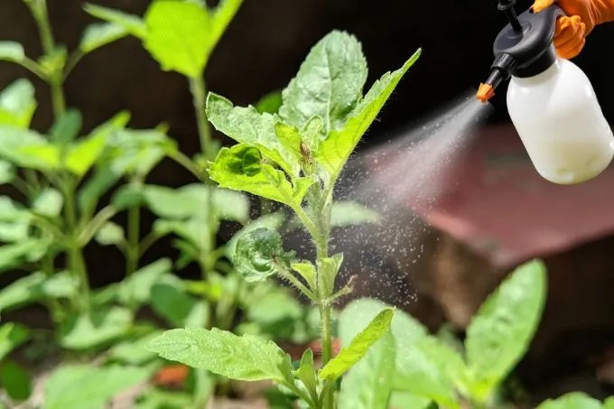 घर में  Basil के पत्ते कई गंभीर बीमारियों से बचा सकते है, जानिए क्या है इसके फायदे..