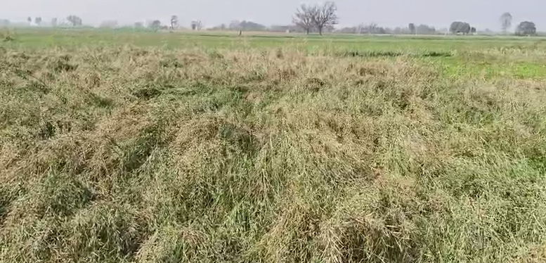 कन्नौज में farmers की फसल हुई नष्ट, बारिश और ओलावृष्टि से लाखो का नुकसान...