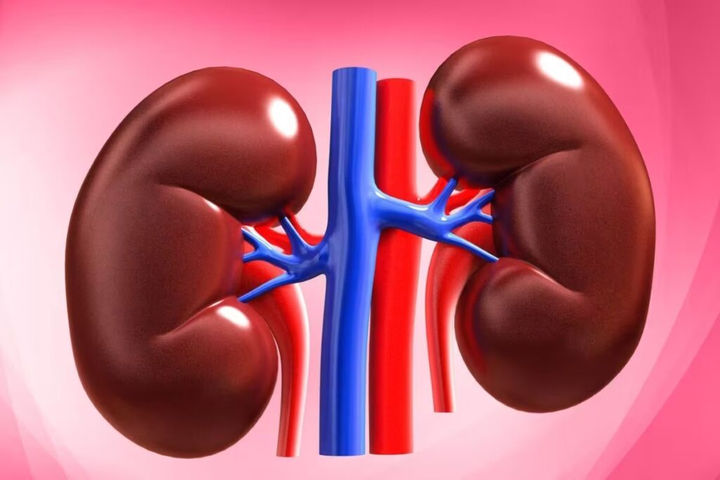 Kidney से संबंधित बीमारियों का जोखिम बढ़ता जा रहा है, क्या है इन बीमारियों का कनेक्शन...