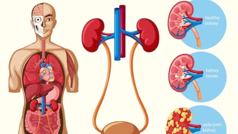 Kidney से संबंधित बीमारियों का जोखिम बढ़ता जा रहा है, क्या है इन बीमारियों का कनेक्शन...