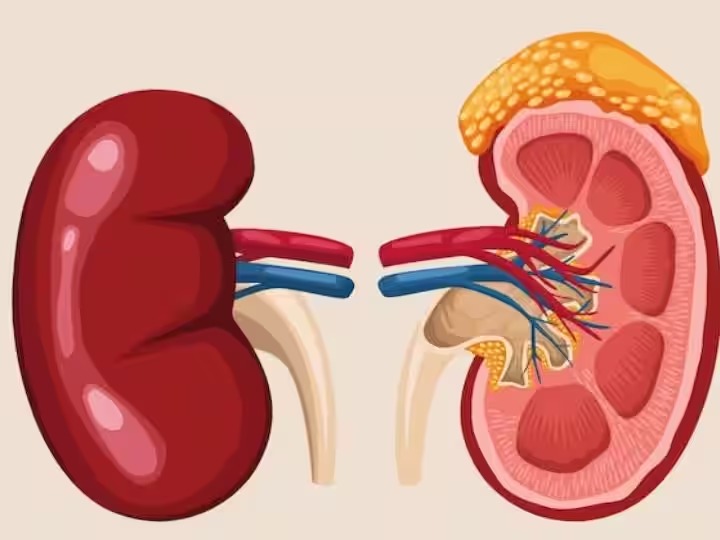 Kidney से संबंधित बीमारियों का जोखिम बढ़ता जा रहा है, क्या है इन बीमारियों का कनेक्शन…