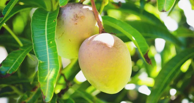 Mango के पत्ते पानी में उबालकर पीने से डायबिटीज जैसी 10 बीमारियां कर दे बिलकुल ठीक……  