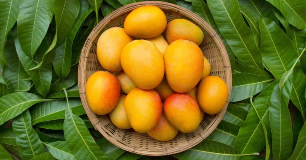 Mango के पत्ते पानी में उबालकर पीने से डायबिटीज जैसी 10 बीमारियां कर दे बिलकुल ठीक......  