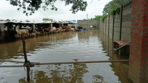 सुल्तानपुर में भारी Rain का कहर, अगेती धान की फ़सल हुई बर्बाद...