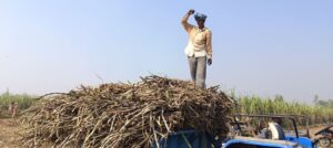 संभल में Farmer कम दामों में गन्ना बेचने के लिए मजबूर, जाने क्या है वजह...