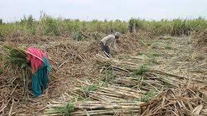 भुगतान न होने से farmers को उठानी पड़ रही परेशानी, पांच नवंबर से पेराई शुरू...