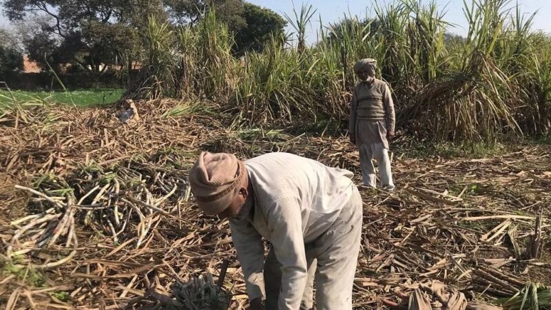 भुगतान न होने से farmers को उठानी पड़ रही परेशानी, पांच नवंबर से पेराई शुरू…