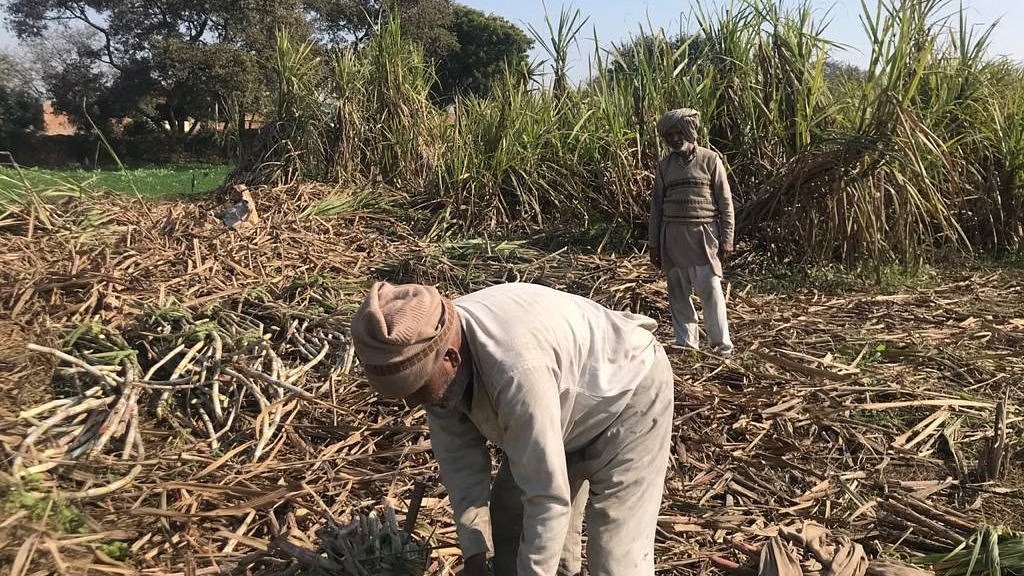 भुगतान न होने से farmers को उठानी पड़ रही परेशानी, पांच नवंबर से पेराई शुरू...