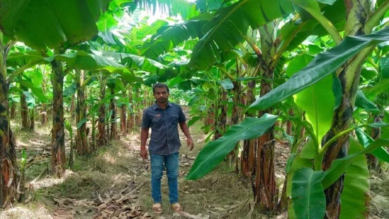 किसानो को banana crop में मिला गन्ने से अधिक मुनाफा, चीनी में आई केले की खुशबु…