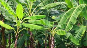 किसानो को banana crop में मिला गन्ने से अधिक मुनाफा, चीनी में आई केले की खुशबु...