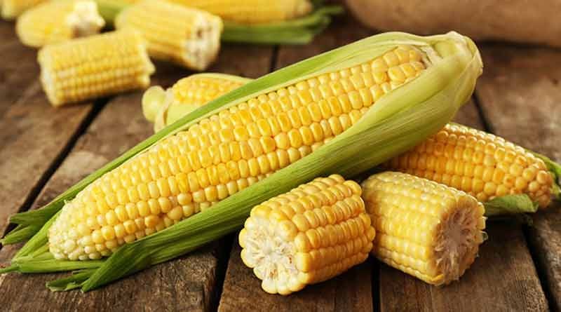 सर्दियों में रहना है दुरुस्त तो रोज खाएं corn , सेहत को दुरुस्त करने में मददगार …