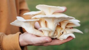 mushroom को लंबे समय तक स्टोर करने का तरीका जानने के लिए देख ये रिपोर्ट...