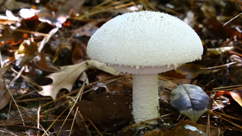 mushroom को लंबे समय तक स्टोर करने का तरीका जानने के लिए देख ये रिपोर्ट...