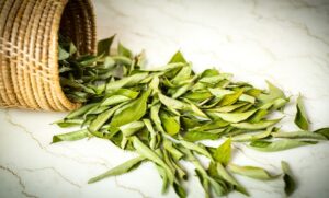 curry leaves का पानी पीने से सेहत से जुड़ी समस्याएं हो जाएंगी दूर, पाचन तंत्र को सुधारने में मदद...