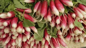 radish के पत्ते कचरा नहीं सेहत का हैं खजाना, बीपी भी होगा कंट्रोल...