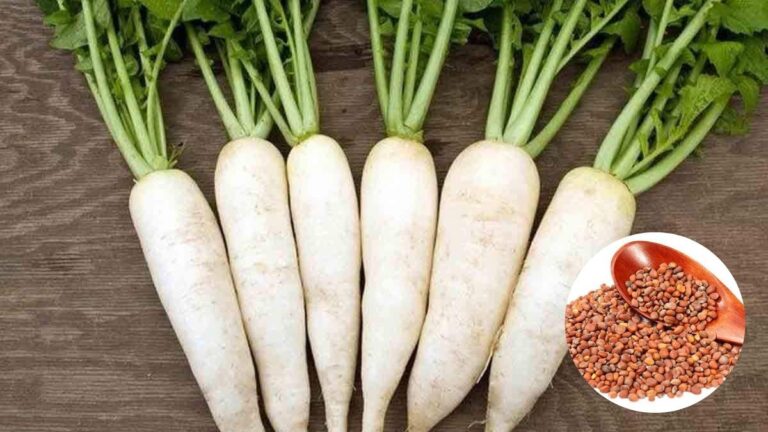 radish पोषक तत्वों से है भरपूर, इन 3 डिशेज से बनाएं इसे डाइट का हिस्सा...