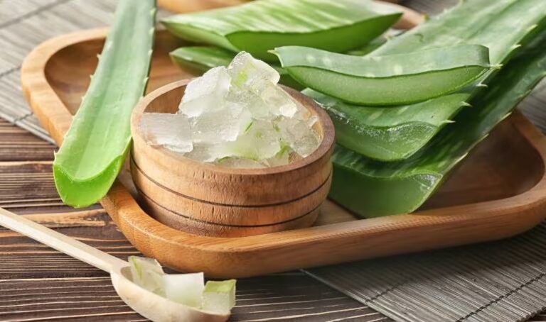 Aloe Vera जेल सर्दियों में किसी वरदान से नहीं है कम, होते है कई फायदे...