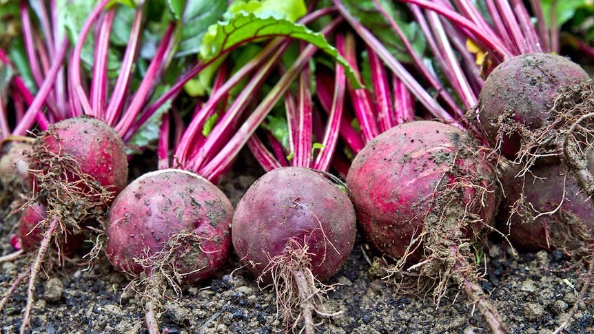 Beetroot का जूस पीने से सेहत को कई फायदे, लेकिन ज्यादा पीने से हो सकते ये नुकसान...