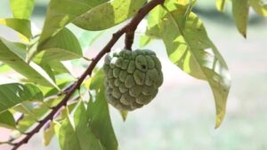 custard apple स्किन के लिए होता है वरदान, हैरान कर देंगे इसके गजब के फायदे...