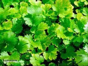 सर्दियों में green coriander खराब होने की समस्या आम है; अपनाएं ये ट्रिक्‌ कई दिन तक रहेगा ताजा