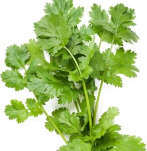 सर्दियों में green coriander खराब होने की समस्या आम है; अपनाएं ये ट्रिक्‌ कई दिन तक रहेगा ताजा