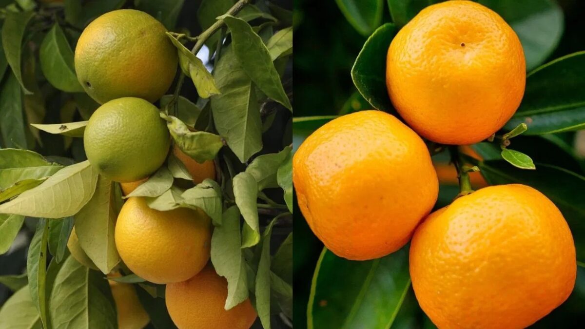 Orange और किन्नू दोनों ही फल सेहत के लिए फायदेमंद, जानिए दोनो में क्या है अंतर...