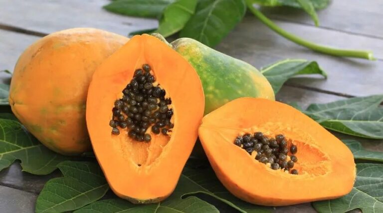 Papaya का जूस सेहत के लिए बेहद फायदेमंद,शरीर में दिखेंगे हैरान करने वाले बदलाव...