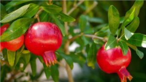 Pomegranate और चुकंदर का जूस पीने से होते है ये फायदे, पेट भी होगा साफ...