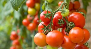 Tomato कई तरह के व्यंजनों में किया जाता है इस्तेमाल, जूस पीना भी बेहद फायदेमंद...