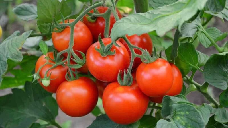 Tomato कई तरह के व्यंजनों में किया जाता है इस्तेमाल, जूस पीना भी बेहद फायदेमंद…