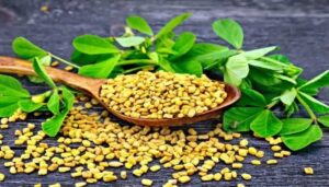 Fenugreek खाने से होते कई फायदे, वजन कम करने में भी होती है फायदेमंद...