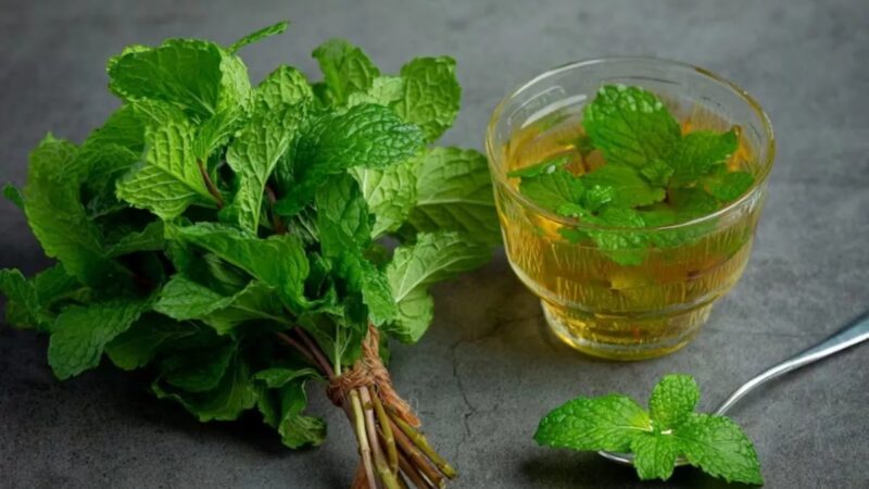 Wild mint गर्मियों का साथी है गुणों से भरपूर, खाने से मिलते है कई फायदे…